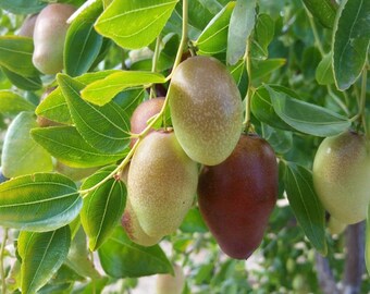 GA 866 JUJUBE TREE 4 Feet Tall Grafted Tree