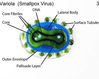 Smallpox Variola Virus Fused Glass Ornament Suncatcher