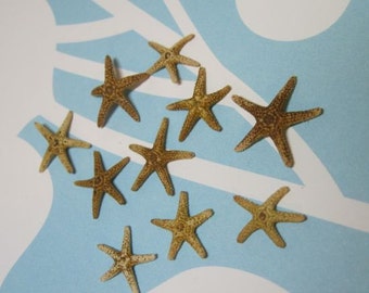 10 Tiny Starfish - Tampa Bay Sea Stars - 3/4 inch to 1 inch
