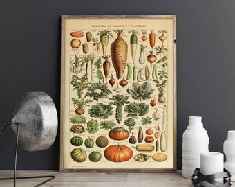 Vegetables Chart| Vegetables Diagram| Legumes| Legumes Poster| Vegetables Poster| Kitchen Wall Poster| Biology Wall Art| Biologist| HBA017