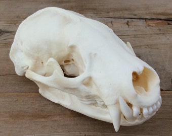 Badger Skull Authentic Montana Badger Skull