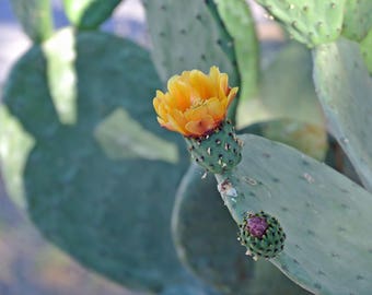 Extremely Large Prickly Pear Pads 3 / Opuntia Ficus-indica / Prickly Pear Cactus / Cactus Garden / Desert Plant / Cactus Cuttings / Plant
