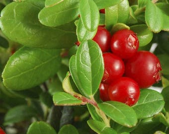 10 Vaccinium macrocarpon seeds, Cranberry Seeds