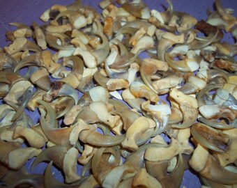 7 Real animal bone Skull parts Coon Skunk Muskrat Mink Beaver