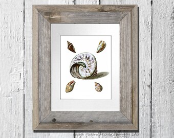 Beach theme decor Sea Shell Print no.17 sea shells living room Wall Decor Coastal art decor Nautical themed wall art decor 8x10 wall hanging