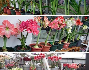 FD4531 Rare Seeds Hippeastrum Striatum Seeds Amaryllis Flower Plant Seed 10PCs