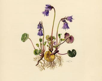 Vintage lithograph of the alpine snowbell or blue moonwort from 1954