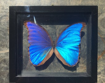 Giant Blue Morpho Butterfly - Sustainably Sourced - Double Glass Frame