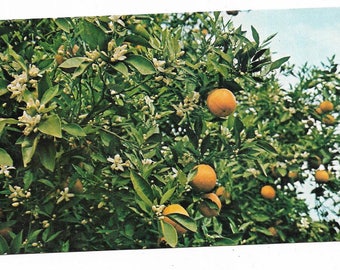Vintage Florida Chrome Postcard Citrus Close-up of Oranges and Blossoms Groves USED