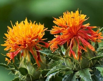 100+ Safflower Seeds (Carthamus tinctorius) Hong Hua Chinese Herb Seeds