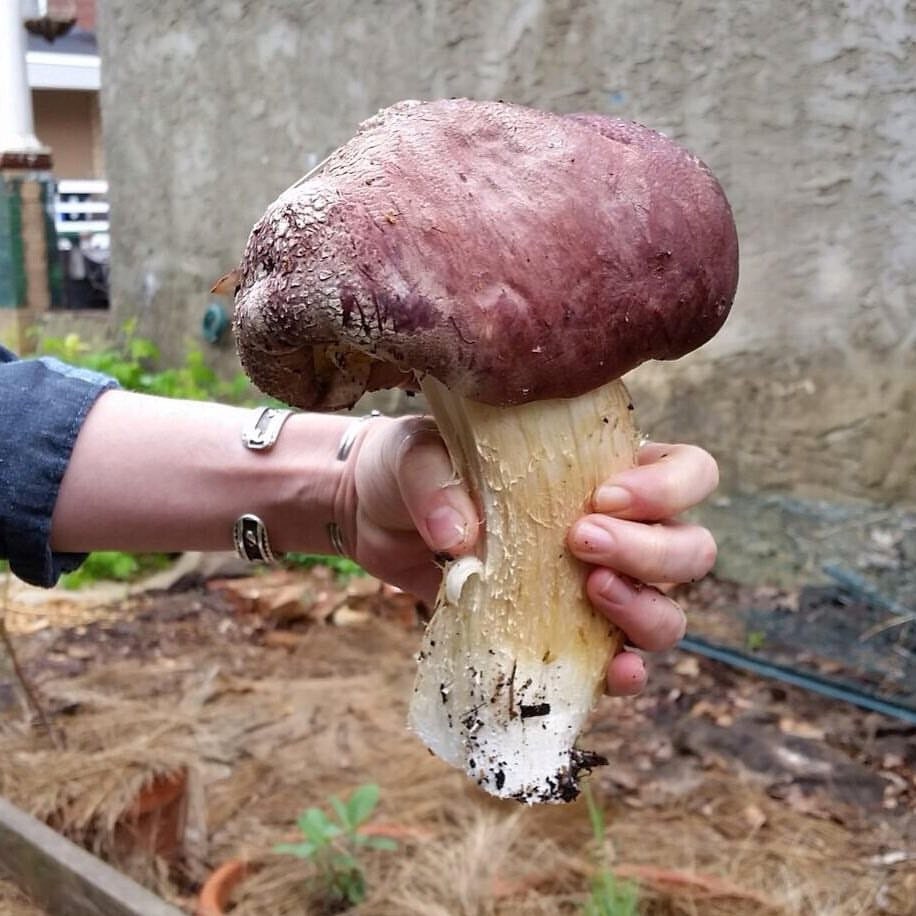 The Soil Builder Wine Cap Mushroom Starter Kit Garden