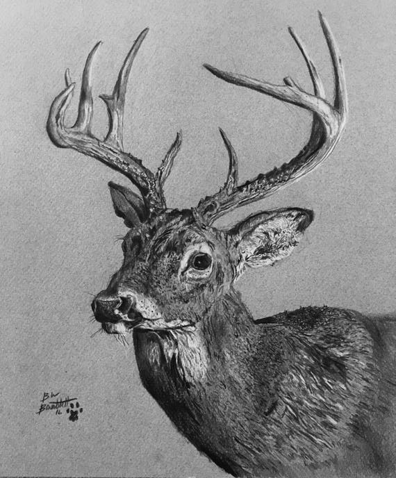 Whitetail buck drawing original pencil drawingbuck deer