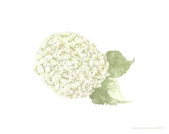 WATERCOLOR HYDRANGEA, Reproduction, 8x10 Print, Green, White, Flower