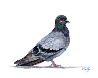 Blue Rock Pigeon Watercolor Painting