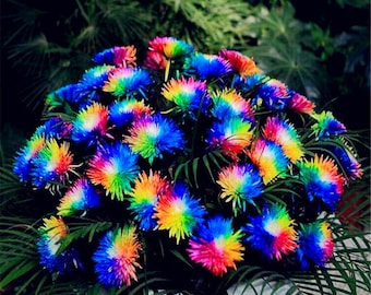 100pcs Rainbow Chrysanthemum Flower Seeds, Ornamental Bonsai, Rare Color Garden Flower Plant
