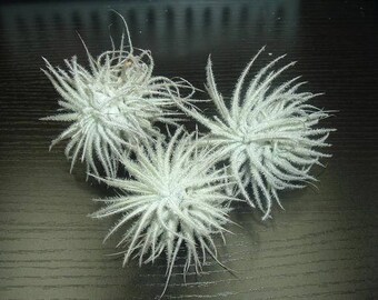 Tectorum White Fuzzy Live Tillandsia Air Plant (EA)