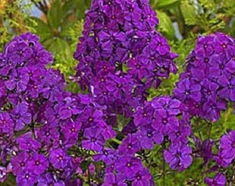 30+ Violet Phlox / Fragrant Shade-Loving Perennial Flower Seeds