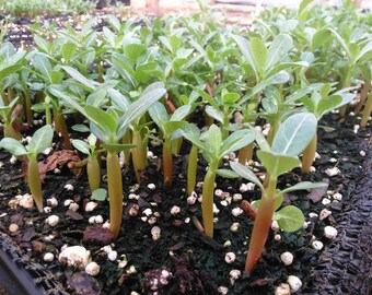 25 Assorted Desert Rose Seeds