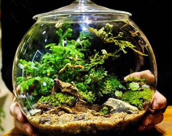Glass Terrarium Container Bell Jars with Cover (Large)