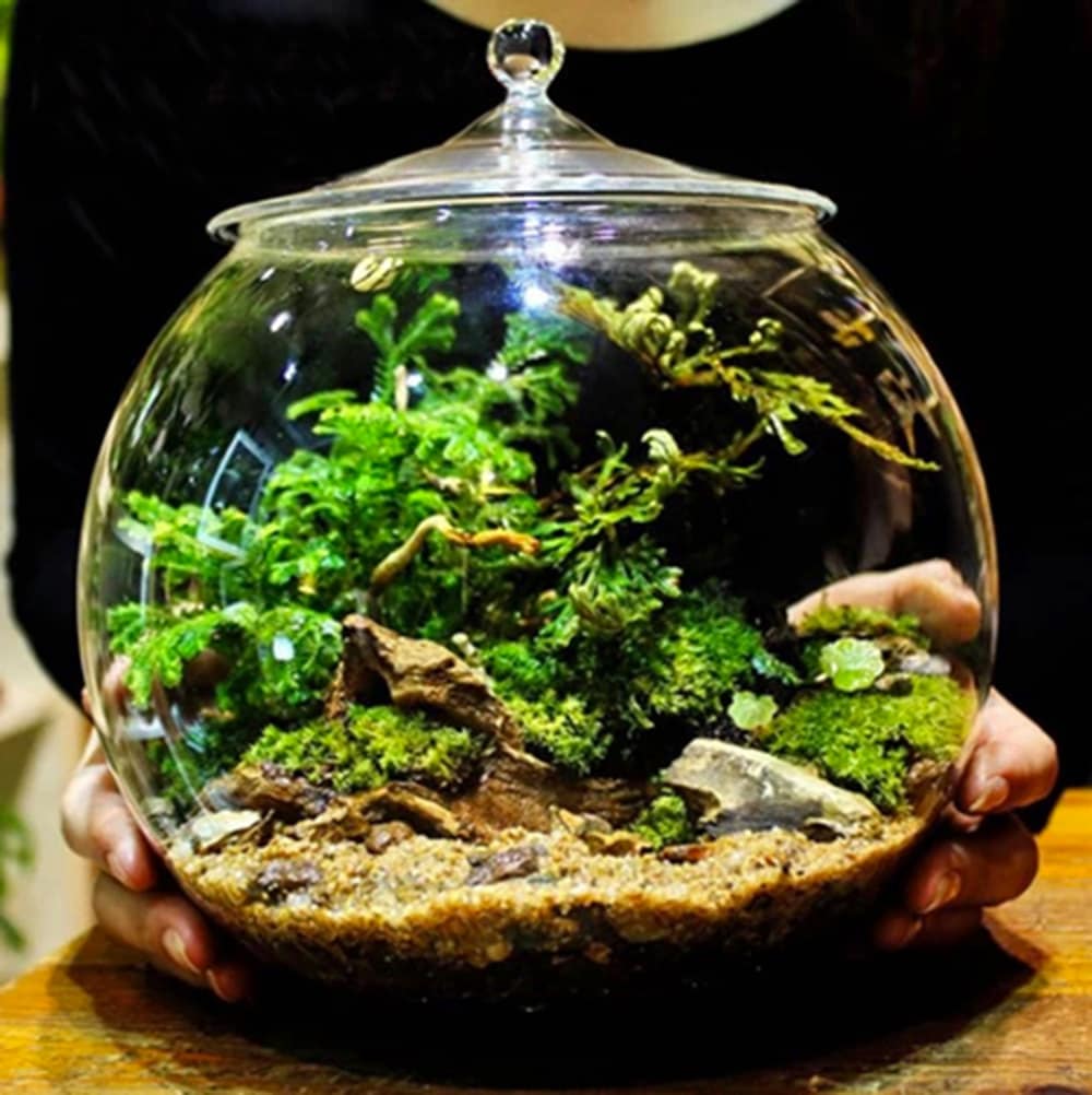 Glass Terrarium Container Bell Jars with Cover Large