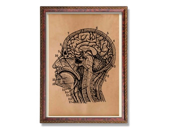 Vintage brain anatomy poster Head print Anatomical art
