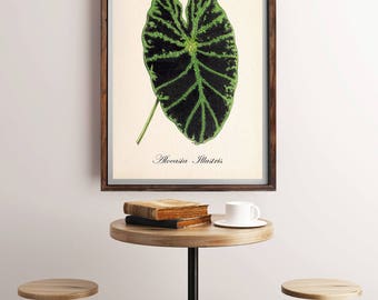 Tropical Leaf Print, Vintage Botanical Print, Antique Botanical, Leaf Print, Plant Leaf Print, Botanical Art Print, Tropical Plant Wall Art