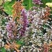 Agastache Fragrant Delight Mix Flower Seeds / Perennial 50+