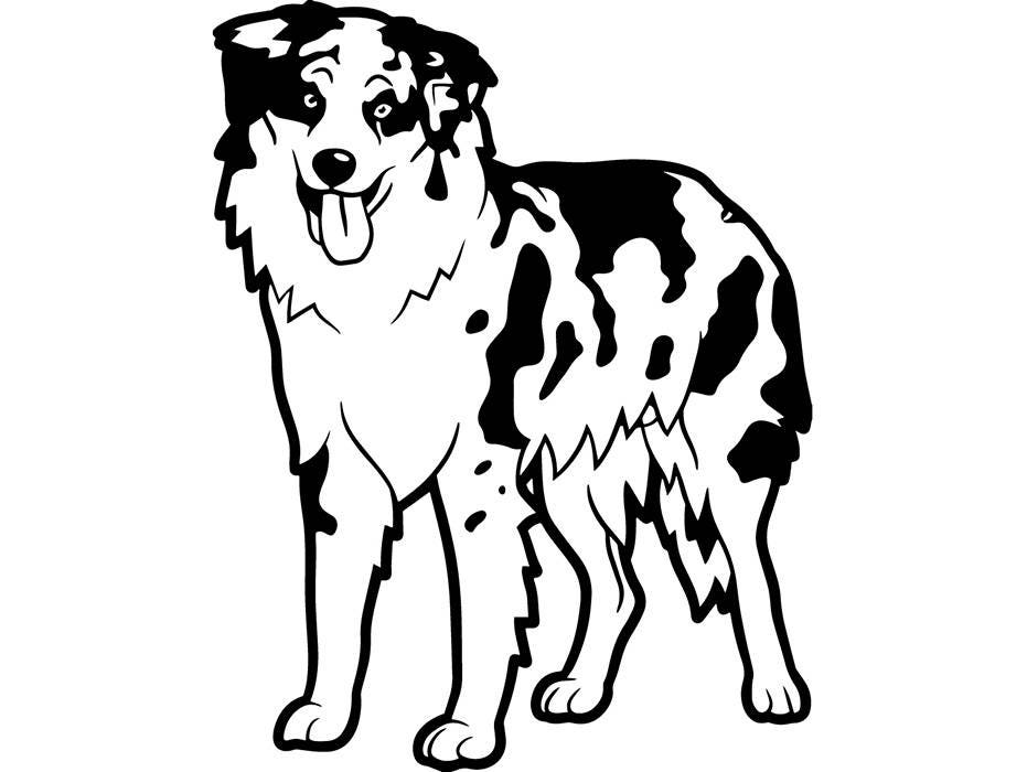 Australian Shepherd 1 Aussie Dog Breed K-9 Animal Pet Hound