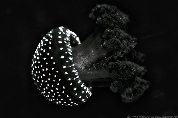 Black and white photography spotted jellyfish art ocean wall Black and white photography spotted jellyfish art ocean wall