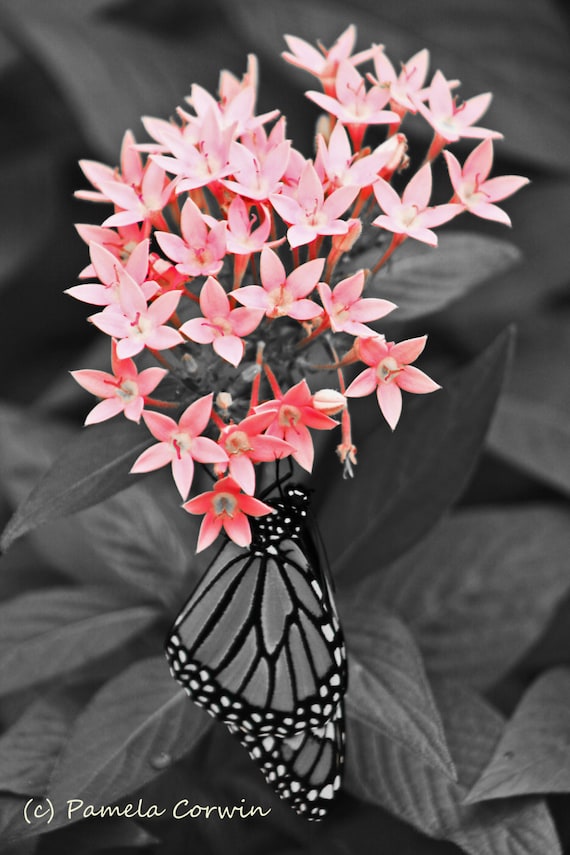 Butterfly photo monarch butterfly photo print 9x12 Butterfly photo monarch butterfly photo print 9x12