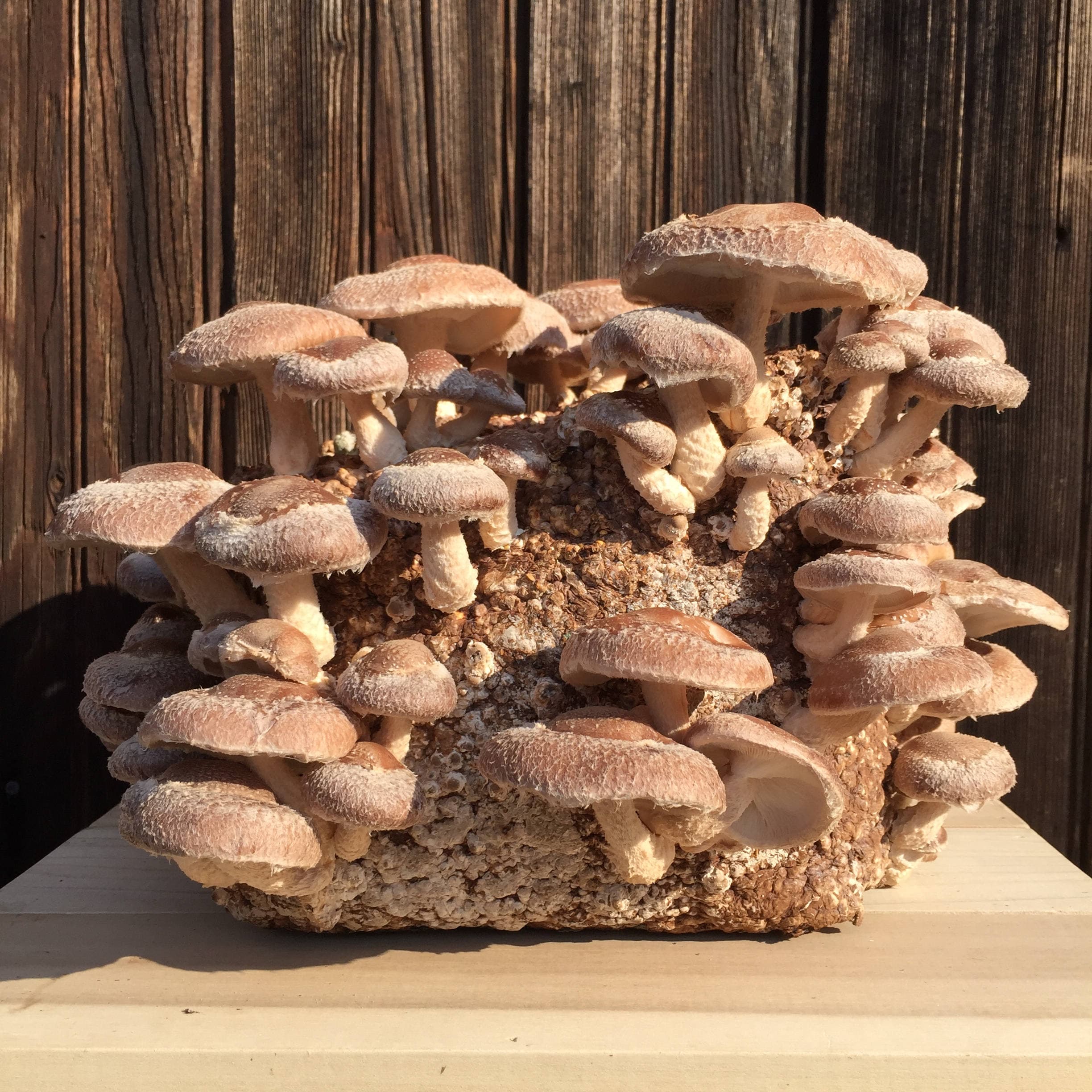 Mushroom grow Kit