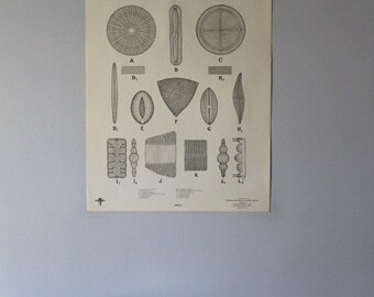 Vintage Diatoms classroom chart from Turtox
