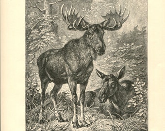 Antique Victorian Engraving Print of Moose 1880s