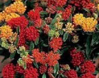 30+ Mix Asclepias Butterfly Weed / Perennial Flower Seeds