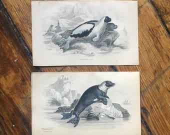 c. 1833 ANTIQUE SEAL PRINTS - original antique sea life prints- Jardine seal prints - marine mammals - set of 2 hand colored engravings
