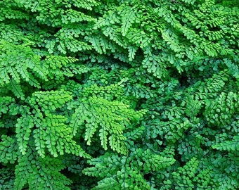 Himalayan Maidenhair Fern Adiantum venustum