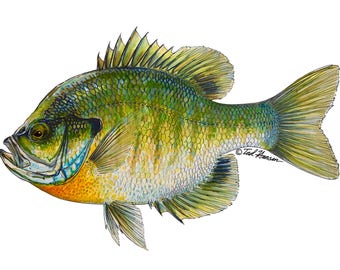 Bluegill Vinyl Decal