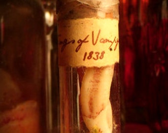 Vampire Fangs in glass vial, trophy