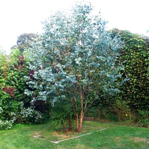 Croissance eucalyptus Croissance eucalyptus