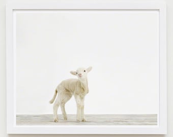 Baby Animal Nursery Art Print. Lamb No. 1. Safari Animal Wall Art. Animal Nursery Decor. Baby Animal Photo.