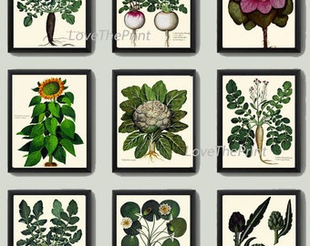 BOTANICAL Print SET of 9 Art Print Aldrovandi Antique Garden Fruit Vegetable Plants Spring Summer Kitchen Dining Home Room to Frame