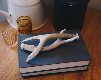 2 Naturally Shed Deer Antlers