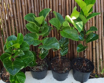 Fiddle Leaf Fig Ficus Lyrata Pandurata "Little Fiddle" Growing in a 6" Pot, Indoor/Outdoor Plant, Patio, Garden