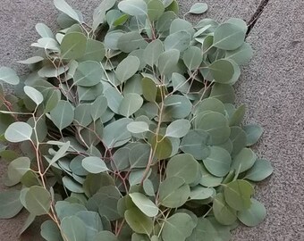 VANESSA 12FRESH Eucalyptus Greenery Bunch Wedding Elegant Chic Garland Wedding Floral Greens Real Fresh Silver Dollar Eucalyptus 10 Stem