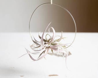 Boho Air Plant Crystal Garden, Hanging Quartz Airplant Swing Display, Silver Wire Wrapped, Chiapensis, Gift For Friend