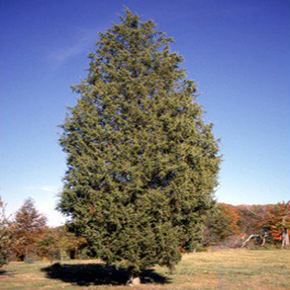 100 Eastern Red Cedar Tree Seeds Juniperus Virginiana