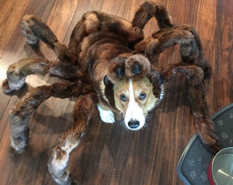 High Quality Medium Tarantula Costume by Cozy Pawz * (Skeletons not included!)