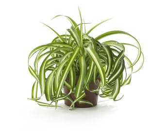 Spider Air Purifying Plant - Safe for Pets, Easy Care Houseplant, Housewarming, Birthday Present, Gift for Her, Dorm Decor, Gardening