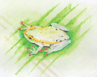 Fantastic, friendly frog