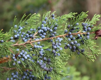 Fresh Cut Pine, Woodsy Theme Decor, Party and Wedding Decor, Woodland Theme Decor, Greenery For Decorating